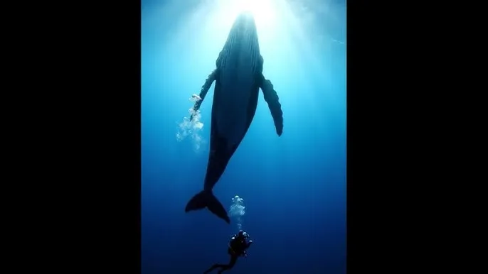 电视剧大染坊 - 深蓝星球：探索海洋深处的未知世界